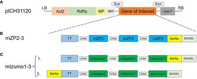 Immunogenicity and contraceptive efficacy of plant-produced putative mouse-specific contraceptive peptides